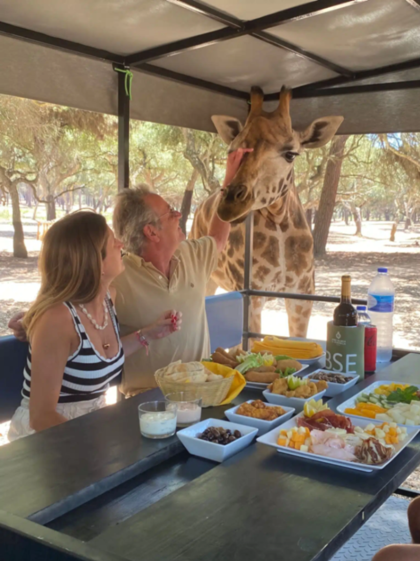 Gourmet safari picnic with a curious giraffe beside the table